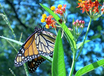 Monarch on milkweed.  Photo by Stibolt