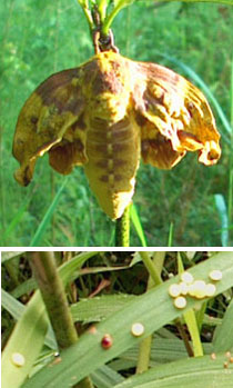 A female moth hung on to a small magnolia while it unfurled her wings and laid her eggs on a 
              blade of grass.  Photo by Stibolt