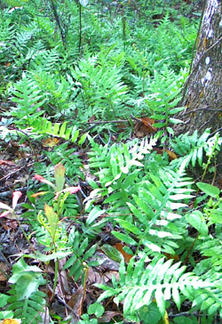 Netted Chain Ferns create a specatacular 
 mass - Photo by Stibolt