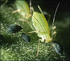Aphids suck liquids from the newer softer plant parts. Photo by Bigstock