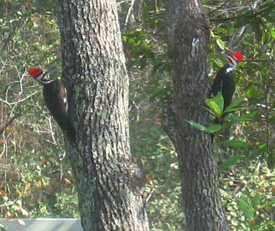 A pair of pilated woodpeckers in a red bay tree.  Photo by Stibolt.