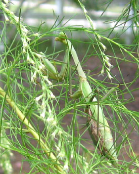 Praying Mantid on the dog fennel in the front meadow.  Photo by Stibolt.