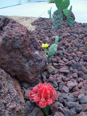 Prickly Pear Blooming contrasts nicely with the red topped cactus. Photo by Stibolt