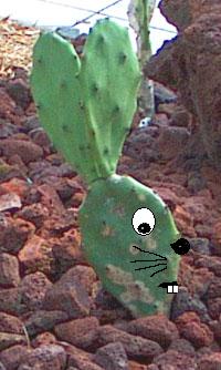 Prickly Pear Hare Photo & touch-up by Stibolt