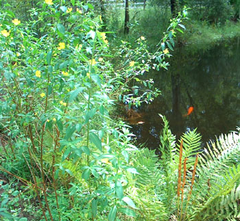 Ferns & Seedboxes line the pond