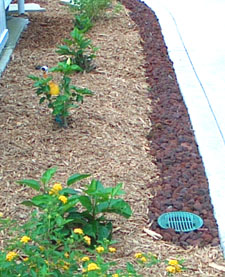 Side bed after treatment.   Photo by Stibolt