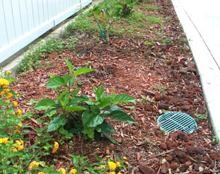 The side bed before