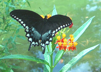 Spice bush Swallowtail on scarlet milkweed.  Photo by Stibolt