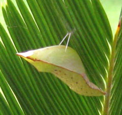 Spicebush swallowtail chrysalis.  Photo by Stibolt