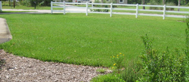 Ginny's freedom lawn after 5 years of no chemicals.  Photo by Stibolt