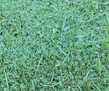 A close up of Ginny's lawn shows that it's inhabited by several types of plants--not all grasses. Photo by Stibolt