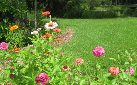 Ginny's lawn in summer 09. Photo by Stibolt