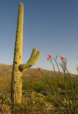Saguaro Catus and Ocatillo.  Photo by Stibolt