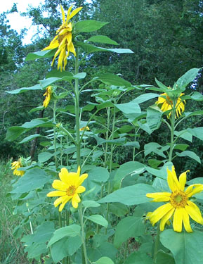 Sunflowers grow on the mound.  Photo by Stibolt