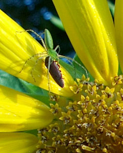 Green spider capturing a beetle on a sunflower.  Photo by Stibolt