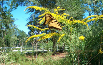 Goldenrod is favored by many insects including the Tiger Swallowtail. Photo by Stibolt