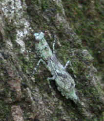 Grizzled mantid. photo by Stibolt