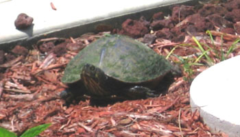 After laying her eggs the Cooter packed them with sand and then reset the mulch.  -- Photo by Avery