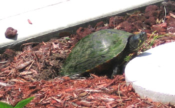 A Common Cooter laying eggs - Photo by Avery