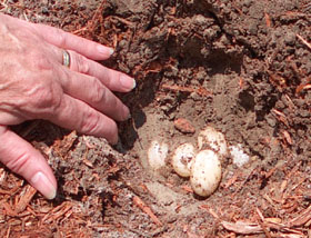 The Cooter eggs - there were at least 7.  Hopefully we put our scent on the site so the racoons or possums  won't find them. Photo by Stibolt
