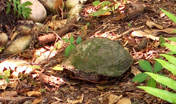 The back of our Cooter's shell looks pretty ragged as she walks next to Ginny's rain garden to get back to the pond.