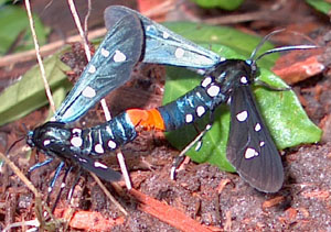 Mating polka dotted wasp moths.  Photo by Stibolt