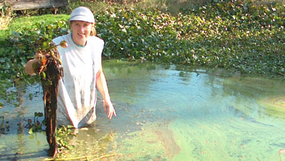 Water Hyacinths, an invasive alien needs to be removed whenever possible.  Photo by Avery.