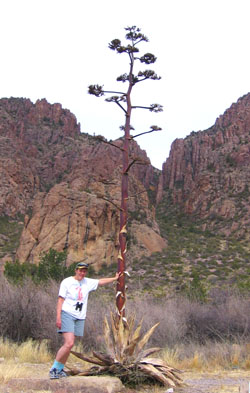Ginny and a giant Agave in the chisos Mountains in Big Bend National Park. Photo by Avery