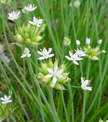 Allium canadense as it grows in Ginny's herb garden.  Photo by Stibolt