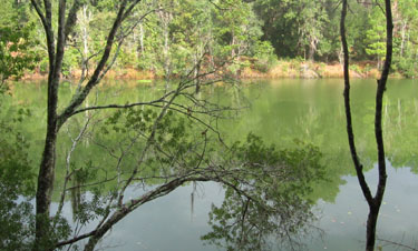 Lake at Jacksonville Arboretum.  Photo by Stibolt.