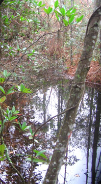 A lovely woods with spring-fed creeks and a lake.  Photo by Stibolt.