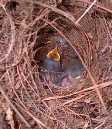 Three baby wrens have very yellow beaks.  Photo by Stibolt