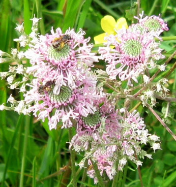 Barbara's buttons and its pollinators.  Aren't these frilly?  Photo by Stibolt