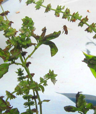 A bee works fall basil flowers. Photo by Stibolt