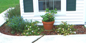 A pot of geranium started the containers - front side of bed