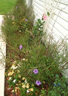 Before containers, Mexican Petunias ruled.