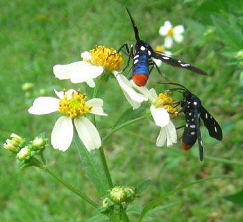 Two polka-dotted wasp moths gather nectar from the Bidens alba flowers.