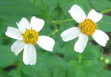 Beggartick or Spanish needles??  Photo by Stibolt