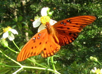 Gulf frittilary butterflies snub the scarlet milkweed for beggarticks.  Photo by Stibolt.