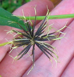 Bidens alba with 2 hooks on each seed.  Photo by Stibolt