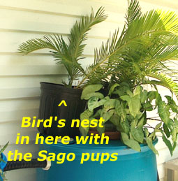 Wren's nest in with the sago pups.  Photo by Stibolt
