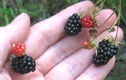 Blackberries in Ginny's front meadow.  Photo by Stibolt