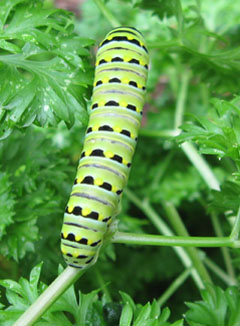 Black swallowtail caterpillar.  Photo by Stibolt.