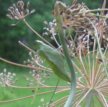 A black Swallowtail chrysalis in Ginny's dill.  Photo by Stibolt