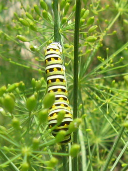 blackswallowtail caterpillar in Ginny's dill.  Photo by Stibolt