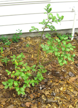One of Ginny's blueberry plants a year and a half later... Photo by Stibolt