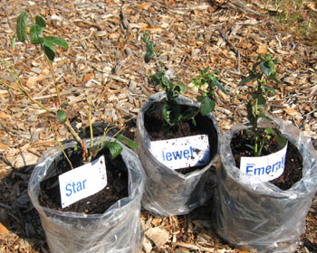 Star, Jewel and Emerald were developed specifically for Florida's short mild winters. Photo by Stibolt