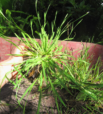 Blue eyed grass dug from the lawn.  Photo by Stibolt