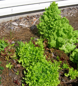 Burpee's mixed greens at various stages. Photo by Stibolt