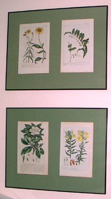 Four hand-colored prints of Black Eyed Susan, Solomon's Seal, Jamine, and Evening Primrose